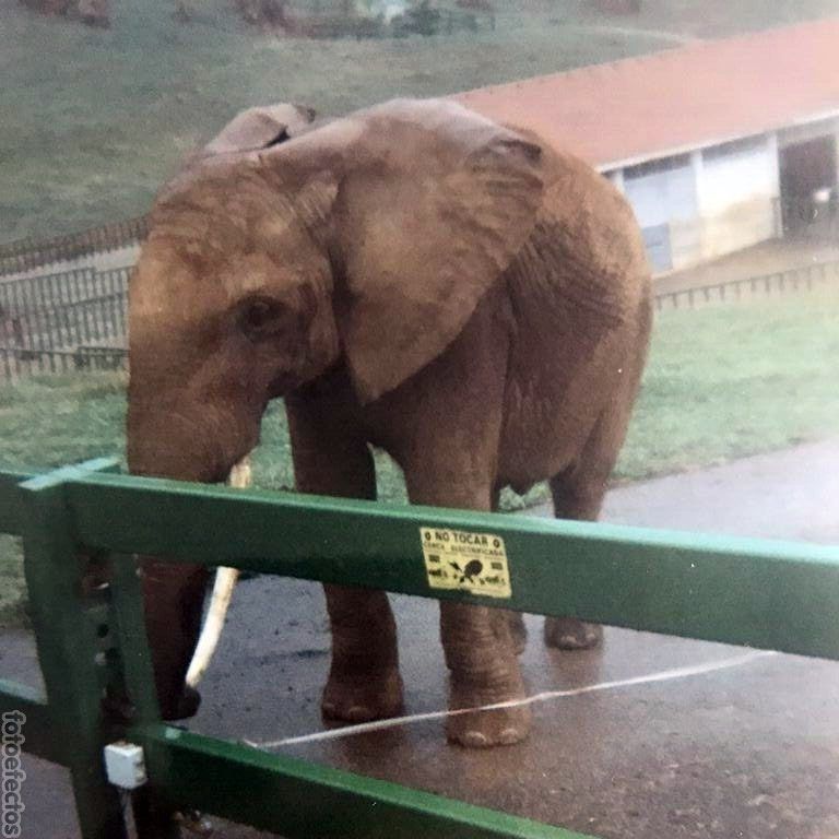Elefante en Cabárceno (Cantabria)